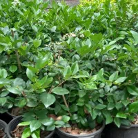 یاس هلندی سطل۱۰ دونه ای ۶۵ سطل ۴ دونه ای ۲۵