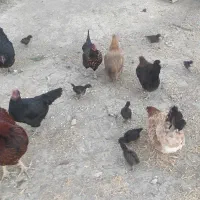 ۱۰ تا مرغ یه خروس با ۱۵ تا جوجه همه ۱۰ میلیون