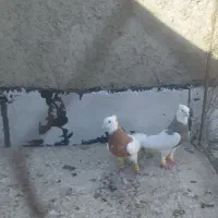 فروش کبوتر طوقی