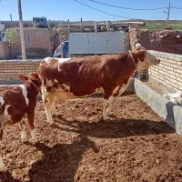 گاو شیری سیمنتال