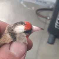 سره ماده چونه