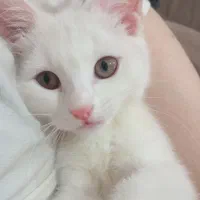 گربه ترکیه ای دراردبیل نیر