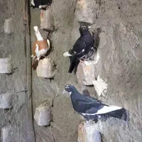 کبوتر یا کفتر پلنگ