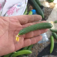 خیار ریز مخصوص خیار شور ،خیار مجلسی،خیار سالادی