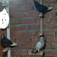کفتر