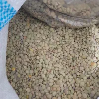 عدس محصول امسال
