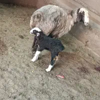 یک عدد به شیری بختیاری اصل نژاد دار