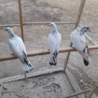 فوری نرکله دنبی دوتا مفلق مطابق عکس