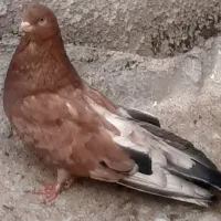 ساوه خیابان طالقانی ۱۹