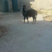 فروش بره نر