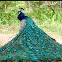 تخم وجوجه و طاووس یکونیم ساله