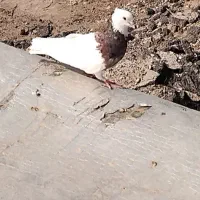 کبوتر طوقی نر هفت رنگ