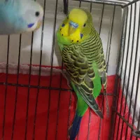 پرنده