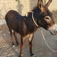 الاغ فروشی زرنگ