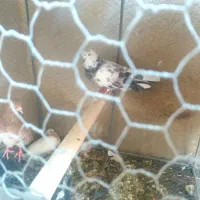 یک جفت تهرانی با قفس