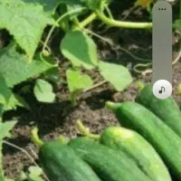 فروش خیار