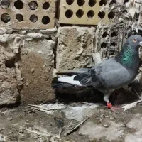 کبوتر تهرونی