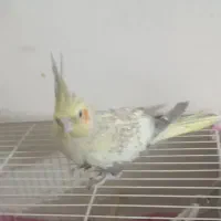 عروس هلندی جفت