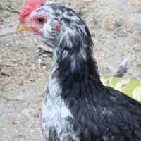 فروش جوجه گلین لری