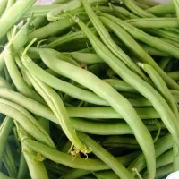 فروش لوبیا سبز تازه چین