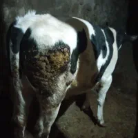 گاونر|حیوانات مزرعه|باغ حلی, |دیوار