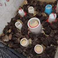 بلدرچین