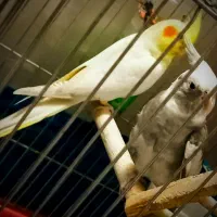 جفت عروس هلندی عالی