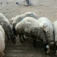 چوپان