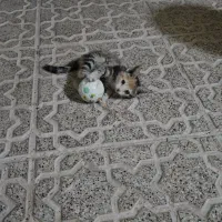 واگذاری بچه گربه