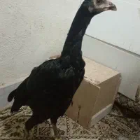 سه عدد جوجه لاری اصیل پشت دار