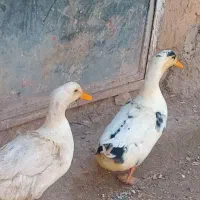 دوعدد اردک نر|حیوانات مزرعه|آبسرد, |دیوار