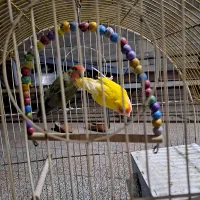 جفت کوتوله