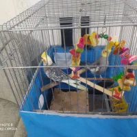 یک جفت عروس هلندی ۹ ماه با وسایل