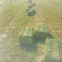 یونجه پرس