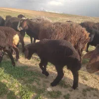 سه عددبره سه قلو