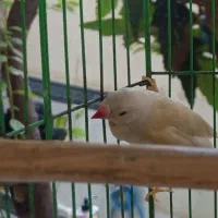 فنچ گلدین ماده