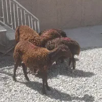 ۵ راس بره ماده