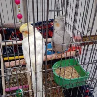 عروس هلندی