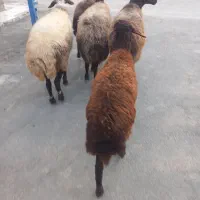 میش افشاری