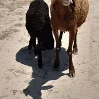 گوسفند ماده