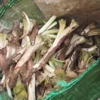 قینگر