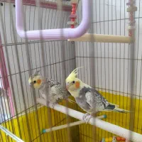 یک جفت عروس هلندی 8 ماهه