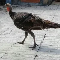 بوقلمون نر