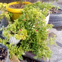 گل‌های آپارتمانی