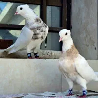 کبوتر طوقی