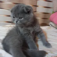 اسکاتیش ماده