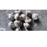 سیر تازه خشک شده