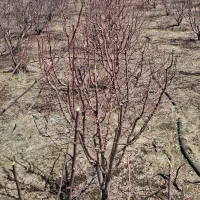باغ سیب گلدن ۲۰ ساله ثمری