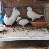 یک جفت کبوتر به همراه جوجه