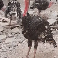بوقلمون نر